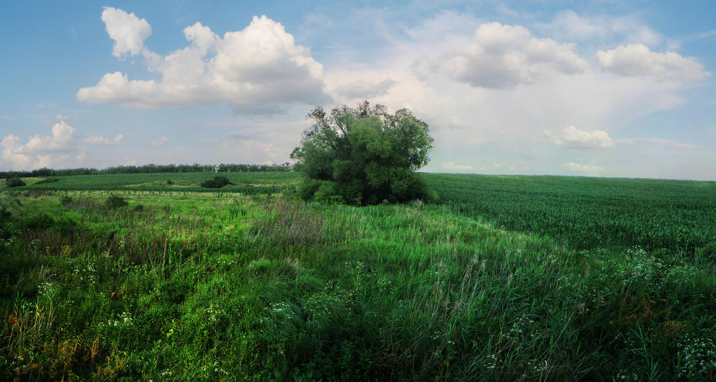 Field_of_heaven_by_krokostamas.jpg
