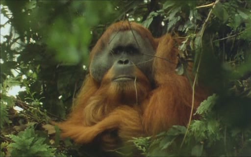 orangutan.JPG