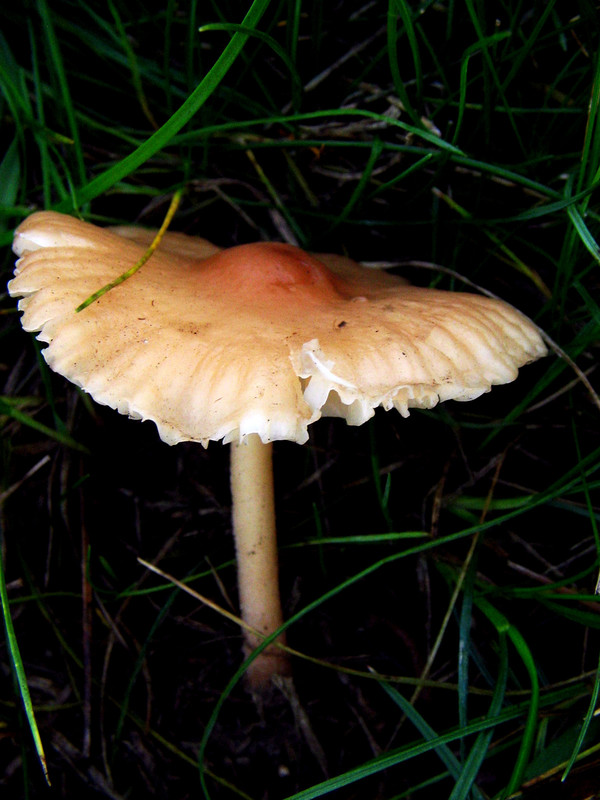 6021853_47e29c09a84edbee1e499828730ae0c2_l.jpg